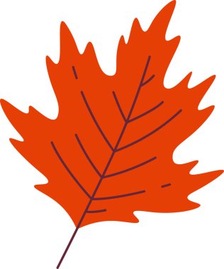 Akçaağaç Yaprak Vektörü İllüstrasyonu