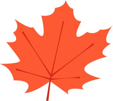 Akçaağaç Yaprak Vektörü İllüstrasyonu