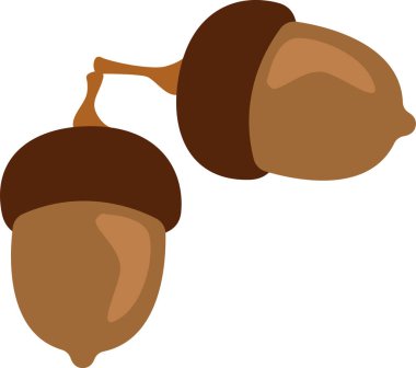 Palamut Meşesi Meyve Vektörü İllüstrasyonu