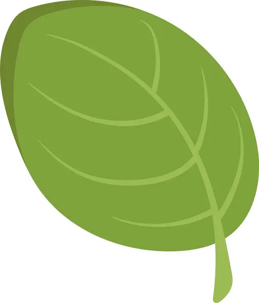 Salatpflanze Blatt Vektor Illustration — Stockvektor