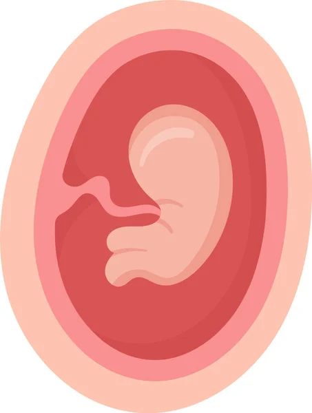 Месяца Эмбриона Человека Внутри Матки Векторная Иллюстрация — стоковый вектор