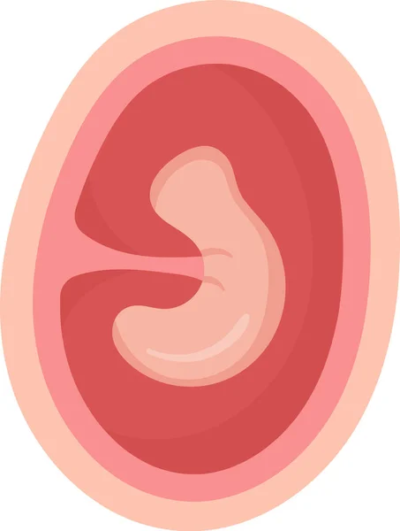Měsíc Lidské Embryo Uvnitř Lůna Vektorové Ilustrace — Stockový vektor