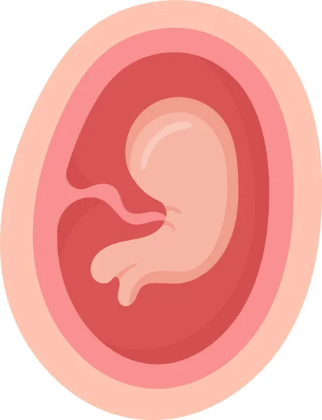 Månad Mänsklig Embryo Inuti Womb Vektor Illustration — Stock vektor