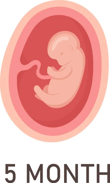 Womb病媒图解中的人类胚胎5个月 — 图库矢量图片