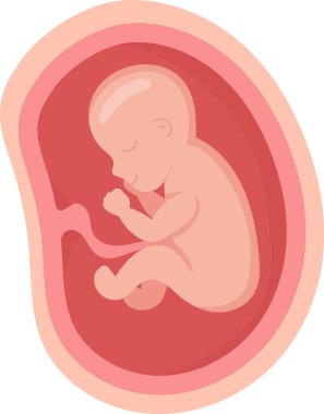 8 Ay İnsan Embriyosu Rahimde Vektör İllüzyonu