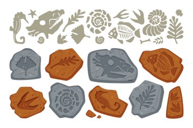 Fossil stone with dinosaur footprint, bone trace, leaf plant and fish imprint on rock, prehistoric seashell and different jurassic animal skeleton drawing pattern isolated vector illustration clipart
