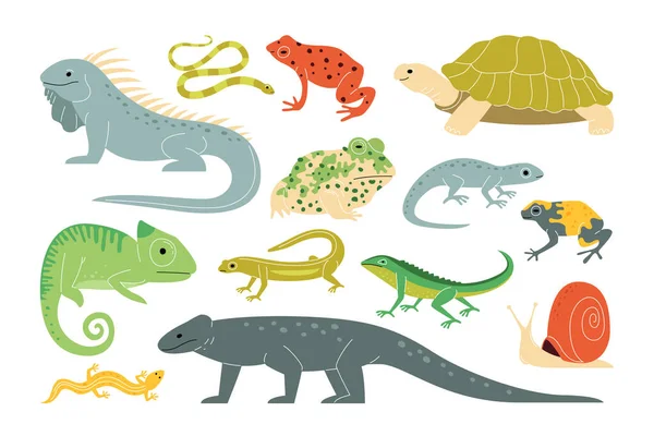 Leuke Terrarium Amfibieën Exotische Reptielen Set Cartoon Vector Illustratie Salamander — Stockvector
