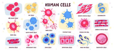 Different type of human cells include blood, bone, fat, nerve, stem, male female sex, smooth and cardiac muscle, chondrocyte, blastocyst, intestinal, platelet, myeloblast vector illustration set clipart