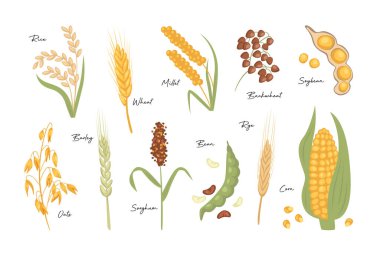 Mısır tohumu tohumu tohumu ekin ekimi tarım ekinleri kulak izole edilmiş organik çiftlik hasadı beyaz arka planda. Olgun buğday, arpa, pirinç, yulaf, darı, mısır koçanı, fasulye, soya fasulyesi çizimi