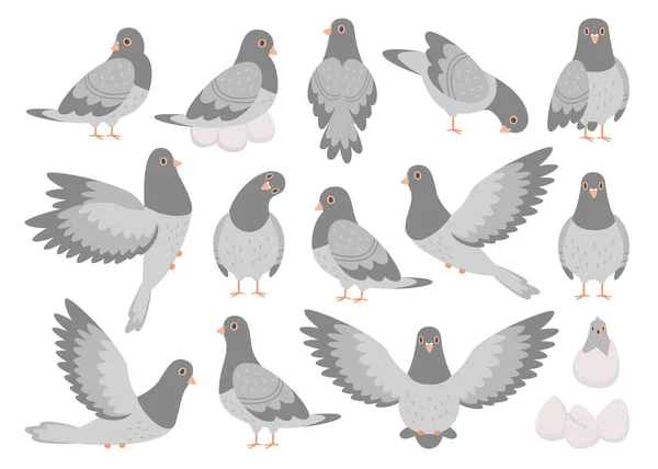 Pigeon bird and nestling, rock dove feathered animal cartoon character with different activity isolated set. Vector illustration of domestic, wild or street poultry creature walking, flying and eggs