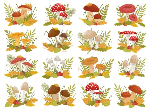 Composição Natural Cogumelo Comestível Venenoso Conjunto Com Folhas Outono Grama —  Vetores de Stock