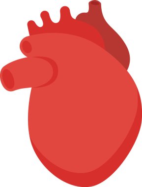 Kalp İnsan Organ Vektörü İllüstrasyonu