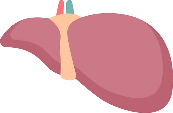 Hígado Órgano Humano Vector Ilustración — Vector de stock