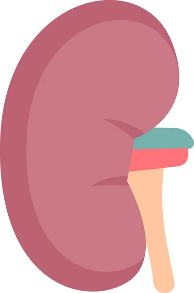 Abbildung Zum Menschlichen Organvektor Niere — Stockvektor