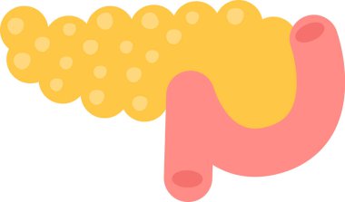 Pankreas İnsan Organ Vektörü İllüstrasyonu