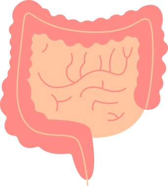 Bağırsak İnsan Organ Vektörü İllüstrasyonu