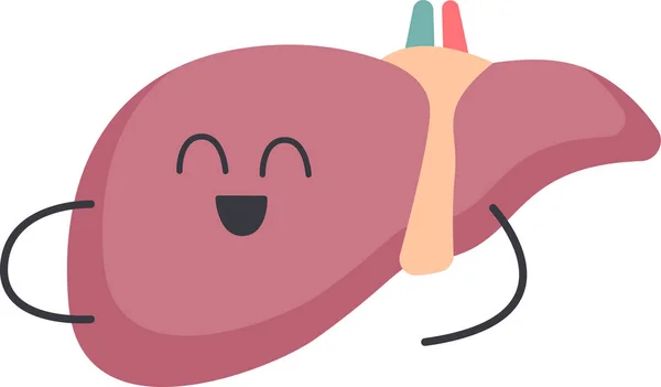 肝脏器官特征矢量图解 — 图库矢量图片