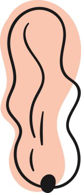 Kakule Baharatları Çizgili Vektör İllüstrasyonu