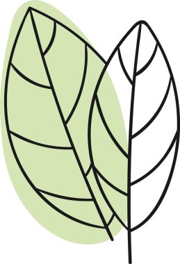 Bay Leaves Baharat Lined Vektör İllüstrasyonu