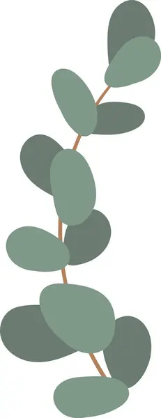 Eucalyptus Herbal Branch Vector Illustration — Stock Vector