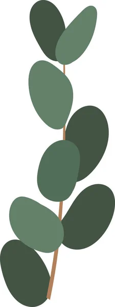 Eukalyptus Kräuterzweig Vektor Illustration — Stockvektor