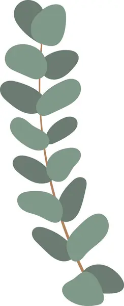 Eukaliptus Ziołowy Gałąź Wektor Ilustracja — Wektor stockowy
