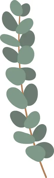 Eucalyptus Herbal Branch Vector Ilustración — Archivo Imágenes Vectoriales