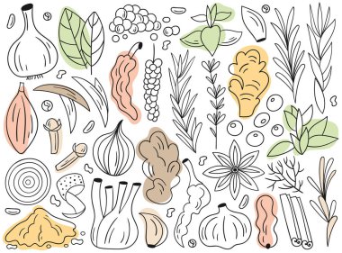 Farklı yemek ve içecek baharatları ve çizilmiş çizgili karalama vektör çizimi. Zencefil, soğan, sarımsak, pudra ve biber, aroma vanilya, biberiye, tarçın, karanfil tasarımı