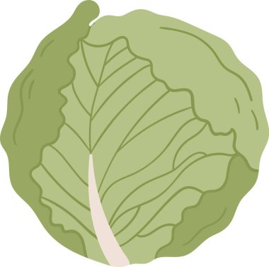 Lahana Sebze Ürün Vektörü İllüstrasyonu