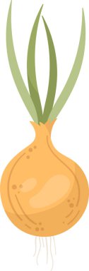 Kök Vektör İllüstrasyonunda Soğan