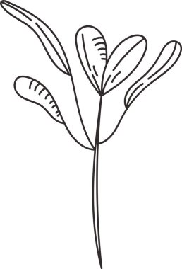 Chard Micro Yeşiller Taslak Vektörü ResimleriComment