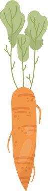 Kök Vektör İllüstrasyonunda Havuç