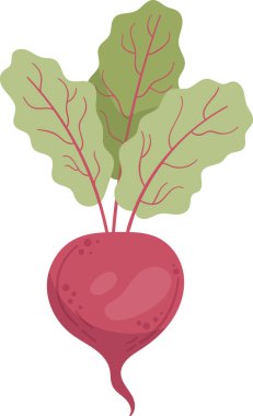 Kök Vektör İllüstrasyonunda Pancar