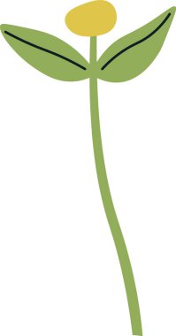 Kişniş Bitkisi Filiz Vektörü İllüstrasyonu