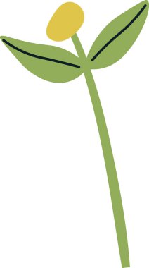 Kişniş Bitkisi Filiz Vektörü İllüstrasyonu