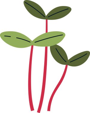 Amaranth Filizleri Mikroyeşil Vektör İllüstrasyonu