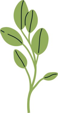 Sage Sprouts Mikroyeşil Vektör İllüstrasyonu