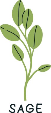 Sage Sprouts Mikroyeşil Vektör İllüstrasyonu