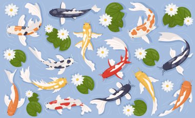 Renkli koi balığı, havuzda yüzen Japon balığı zambak çiçeği ve yeşil yapraklar. Doğu sualtı geçmişi var. Nilüfer çiçeği illüstrasyonuyla gölde yüzen su hayvanı