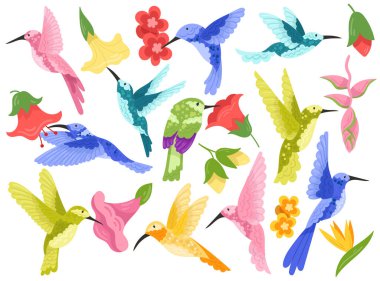 Çiçekli güzel egzotik sinekkuşları suluboya tasarımı, vektör illüstrasyonunu oluşturur. Tropikal kobri kuşu çiçek çiçeklerinin etrafında vızıldıyor. Doğa ve vahşi yaşam romantik tasarım unsurları