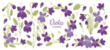 Çiçekler, yeşil yapraklar, çiçekli çelenkler ve mevsimlik dekorasyon setiyle canlı bir viyola çiçeği. Bahar bahçesi mor kır çiçeği doğal güzelliği temsil ediyor. Doğa ve çevre