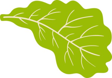 Yaprak Salatası Yeşillik Vektörü İllüstrasyonu