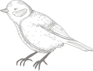 Sketch Tit Bird Vector Illustration