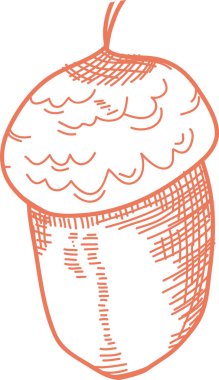 Meşe Palamudu Çizimi Vektör İllüstrasyonu