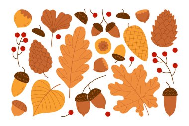 Farklı turuncu sonbahar yaprakları, meşe palamutları, fındık ve fındık, rowan üzümü ve köknar veya çam kozalakları izole botanik seti. Mevsimsel doğa sonbahar orman tasarım elemanları vektör illüstrasyonu