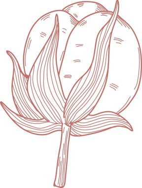 El Çekimi Pamuk Çiçeği Taslak Vektörü İllüstrasyonu