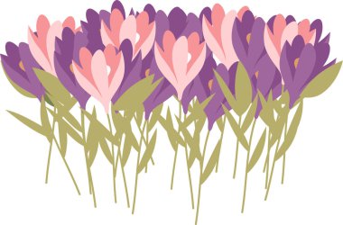 Crocus Çiçekleri Buket Vektörü İllüstrasyonu