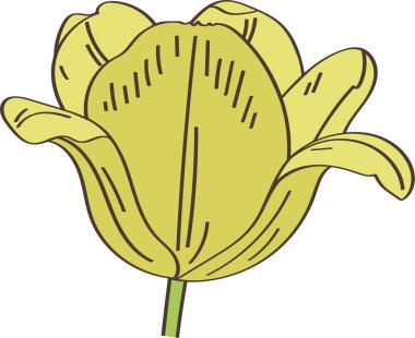 Lale Çiçeği Baş Vektörü İllüstrasyonu