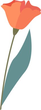 Haşhaş Çiçeği Eli Çizim Vektörü İllüstrasyonu