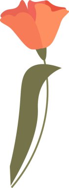 Haşhaş Çiçeği Eli Çizim Vektörü İllüstrasyonu